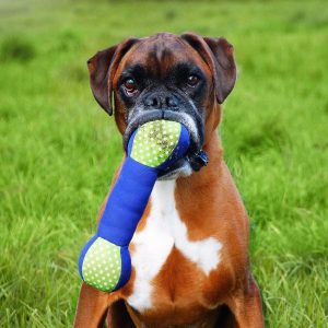 jouet boxer chien