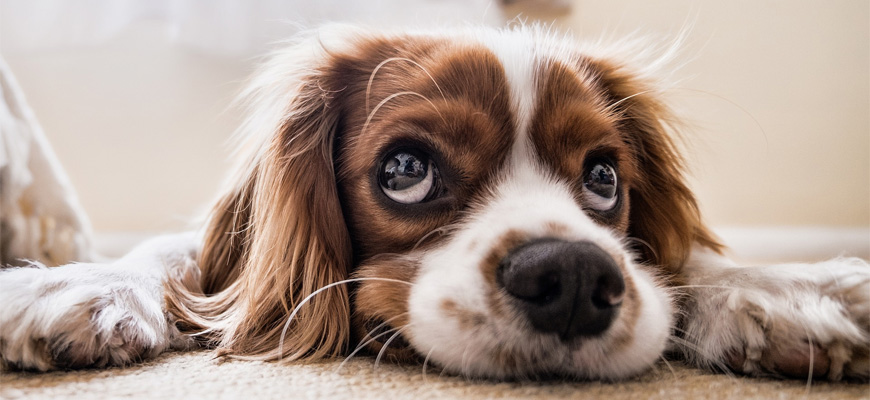 Chien souffrant de diabetes