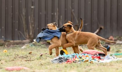 Les accidents chez les chiots