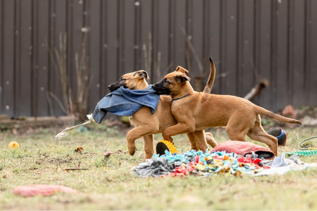 Les accidents chez les chiots