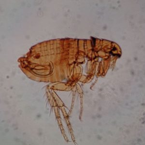 puce chien microscope