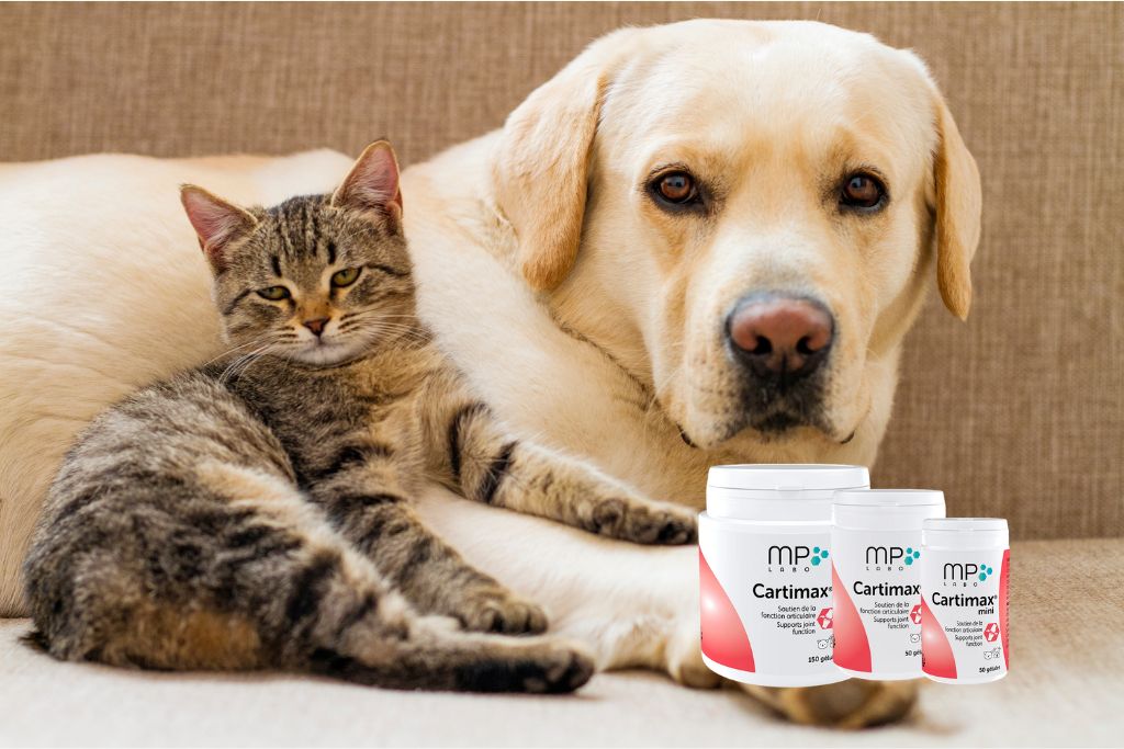 cartimax pour chien et chat