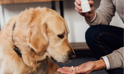 compléments alimentaires chiens et chats