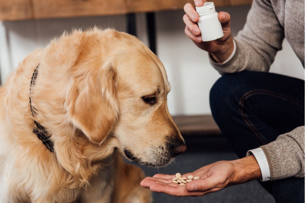 compléments alimentaires chiens et chats