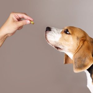 chien qui mange un complément alimentaire