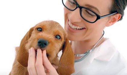 Vétérinaire en train de donner un comprimé Nexgard à un chien