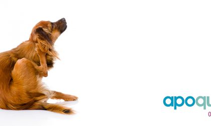 Zoetis Apoquel : traitement antiprurigineux pour chiens