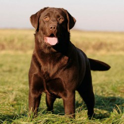 labrador-retriever