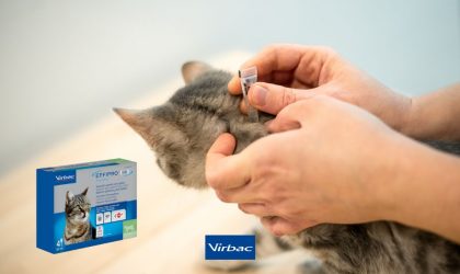 effipro duo pour chat Vibrac
