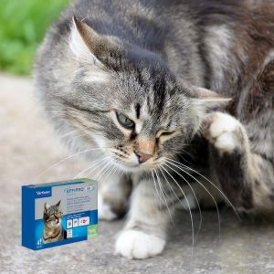chat qui a des puces