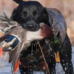 chien de chasse dans l'eau