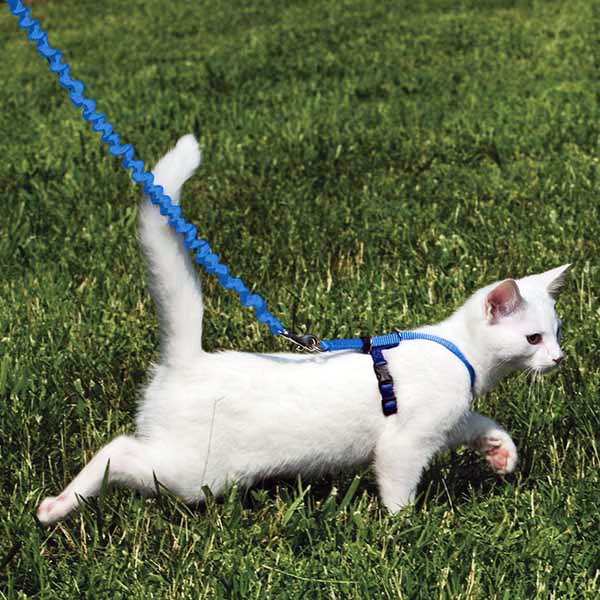 Harnais Laisse chat Collier chat Promenade chat