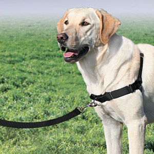 Zoom sur le harnais de dressage pour chien - Companimo Blog