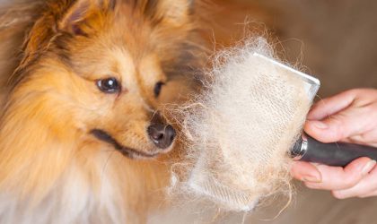 Chien en train de perdre ses poils