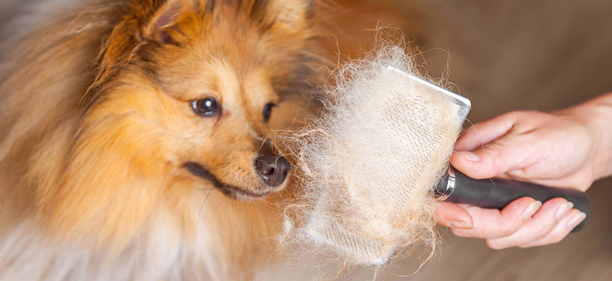 Chien en train de perdre ses poils