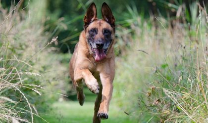 Chien en train de courir dans l'herbe