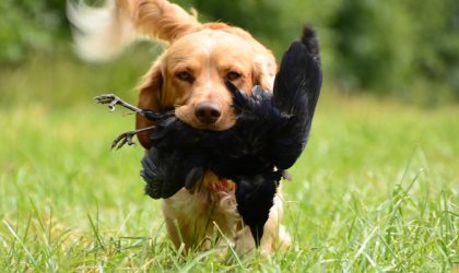 Chien avec du gibier dans la gueule