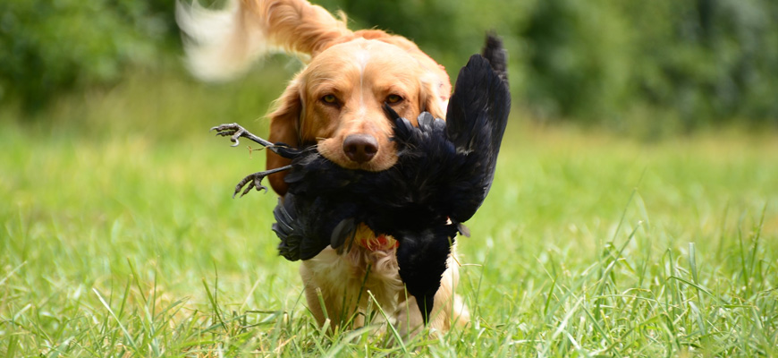 Chien avec du gibier dans la gueule