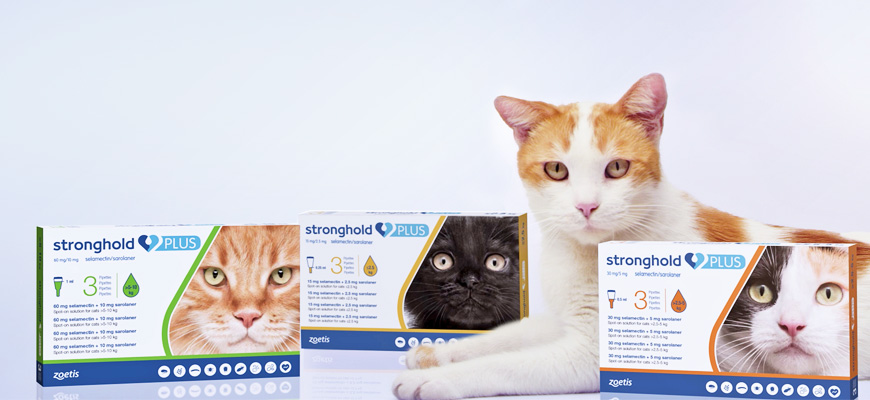 Stronghold Plus Nouvel Antiparasitaire Companimo Blog