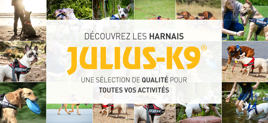 Chiens portant des harnais Julius-K9