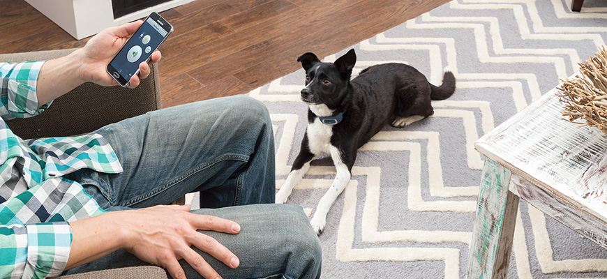 Collier de dressage alternatif Petsafe Smartdog
