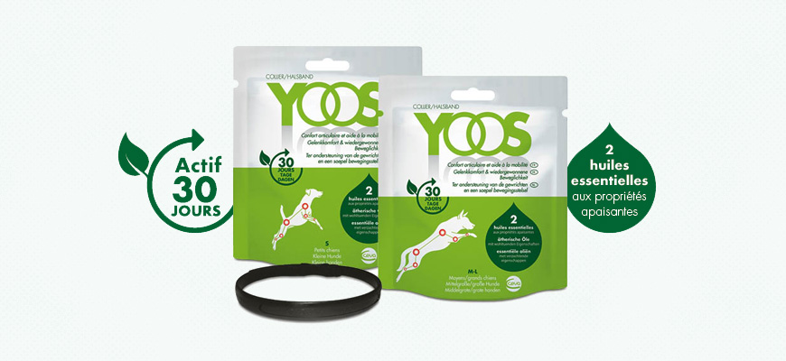 Découvrez les colliers YOOS - Confort articulaire et aide à la mobilité