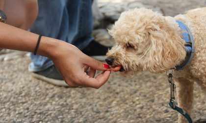 Femme en train de donner à manger à son chien