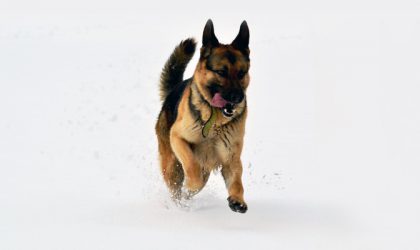 Berger allemand en train de courir dans la neige