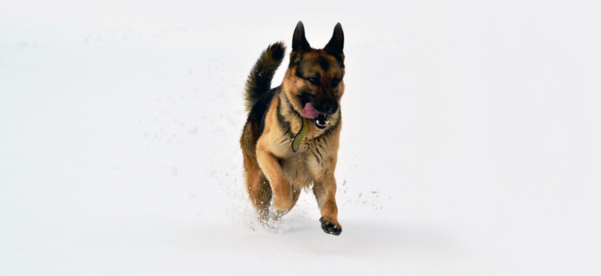 Berger allemand en train de courir dans la neige