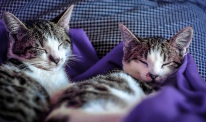 Deux chats en train de dormir paisiblement