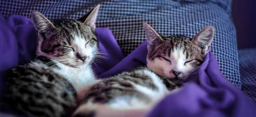 Deux chats en train de dormir paisiblement