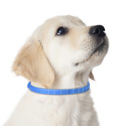 Chiot avec un collier Adaptil