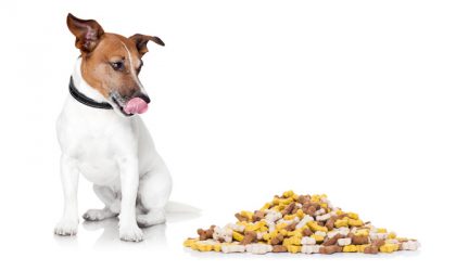 Chien qui se lèche les babines devant un tas de croquettes