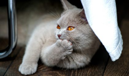 Chat gris qui se lèche allongé la patte