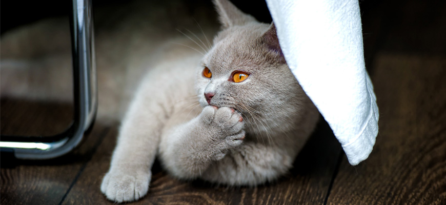 Chat gris qui se lèche allongé la patte