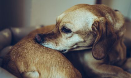 Chien dans son panier qui se gratte le dos