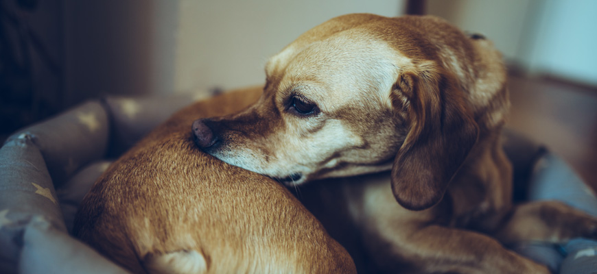 Chien dans son panier qui se gratte le dos