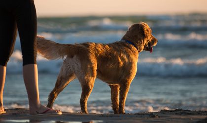 Un maître et son chien sur la plage face à l'eau