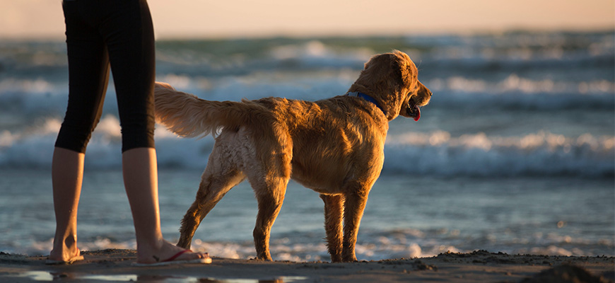 Un maître et son chien sur la plage face à l'eau