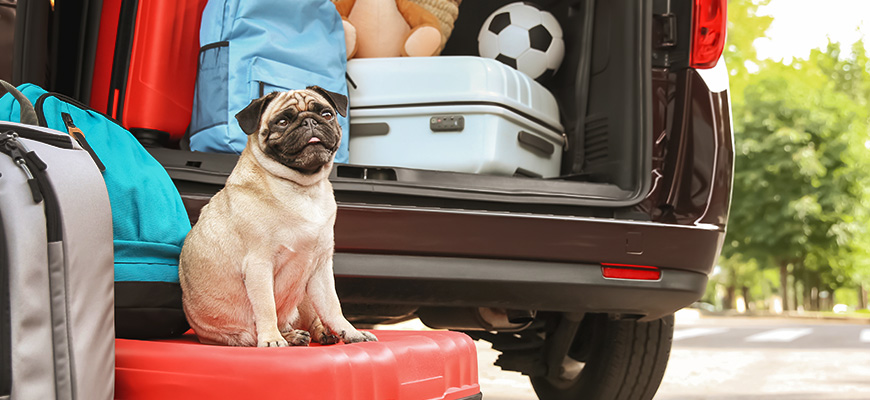 Chien assis sur une valise et entouré de bagages de vacances