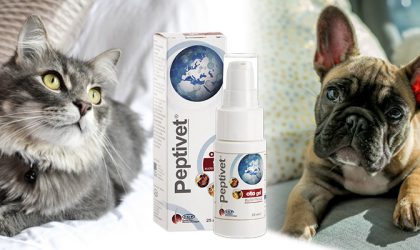 Un chat et un chien réunis autour du produit peptivet otogel