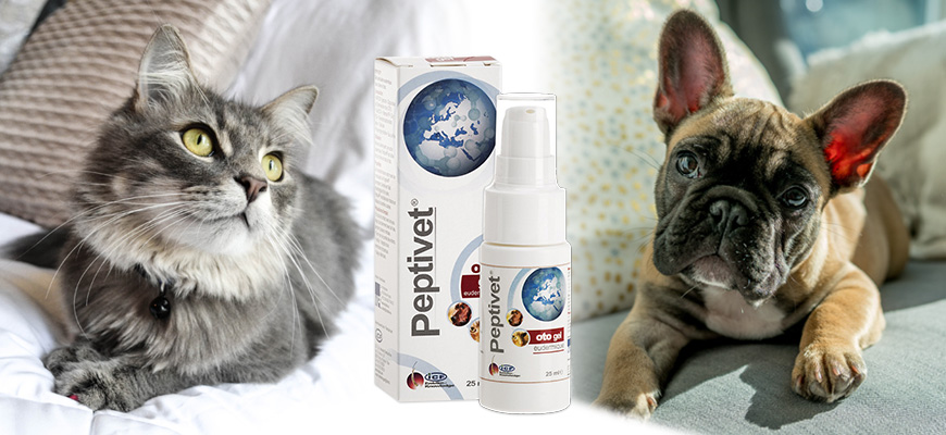 Un chat et un chien réunis autour du produit peptivet otogel