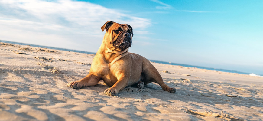 Chien sur une plage de sable