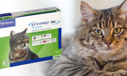 image du produit Effipro à côté d'un chat