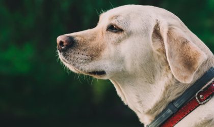 Chien portant un collier antiparasitaire