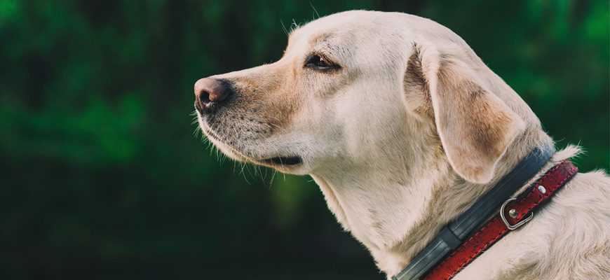 Chien portant un collier antiparasitaire