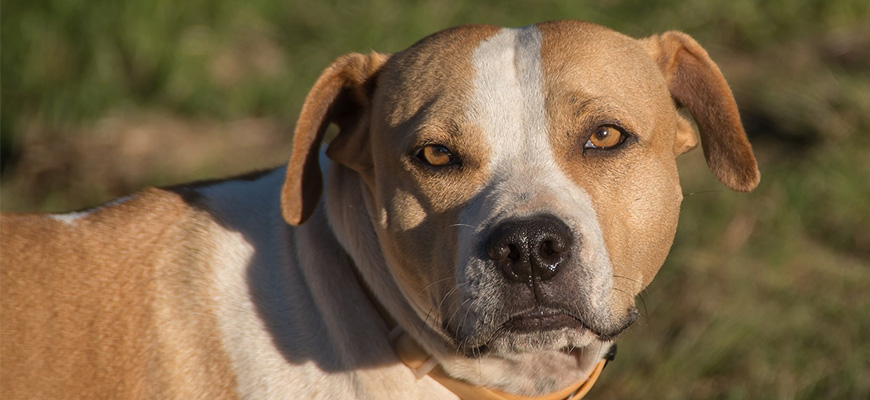 Un chien avec un collier qui regarde l'objectif