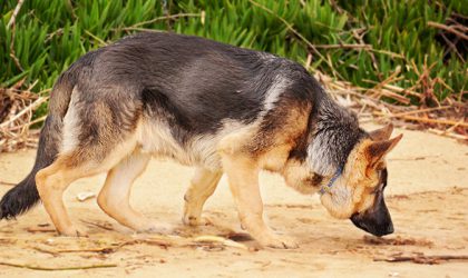 Un chien sur la plage reniflant un bout de bois