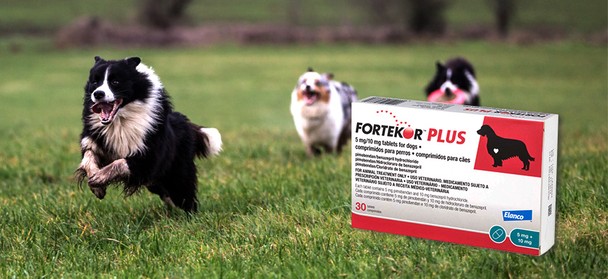 Image du produit Fortekor et an arrière-plan des chiens qui courent