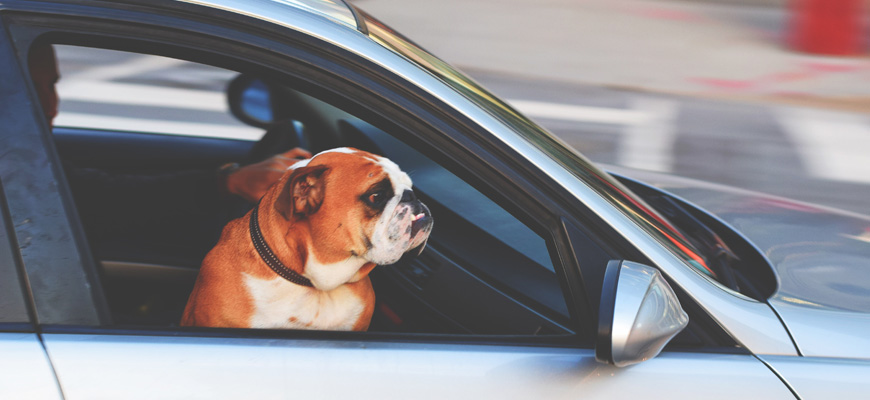 Chien qui regarde par la fenêtre ouverte de la voiture